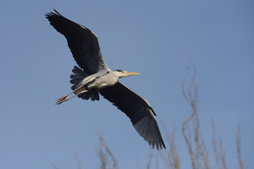 Grey Heron, Ardea cinerea 