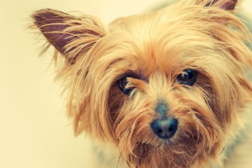 Naklejka premium Australian Silky Terrier Dog