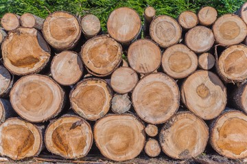 Fototapeta premium Timber Lumber Industry