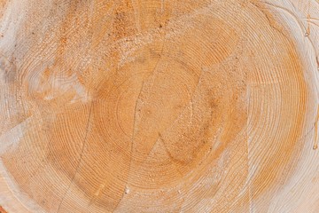 Tree Log Cross Section