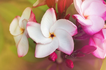 Obraz na płótnie Canvas Touching spring blossom with frangipani white pink flower bunch