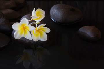 Fototapeta na wymiar Flower yellow white plumeria or frangipani on pebble and water