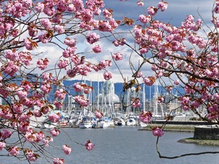 Fototapeta premium Cherry Blossom, Harbour, Boats, Sky, Clouds and Reflections. Vancouver, BC, Canada. 