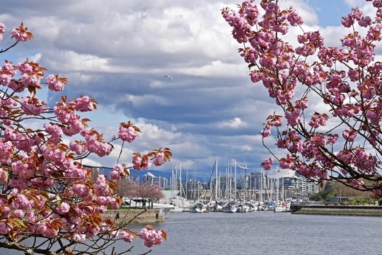 Cherry Blossom, Harbour, Boats, Sky, Clouds and Reflections. Vancouver, BC, Canada. 