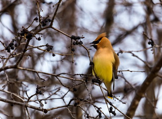 Cedar Waxwing is a silky, shiny collection of brown, gray, and lemon-yellow, accented with a subdued crest, rakish black mask, and brilliant-red wax droplets on the wing feathers.
