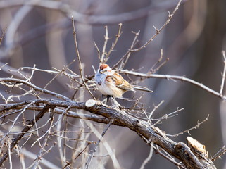 A rich, russet-and-gray bird with bold streaks down its white chest, the Song Sparrow is one of the most familiar North American sparrows.