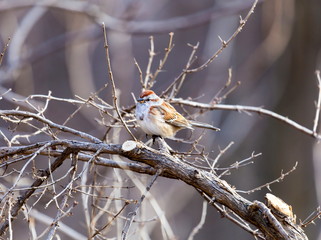 A rich, russet-and-gray bird with bold streaks down its white chest, the Song Sparrow is one of the most familiar North American sparrows.