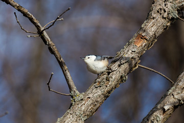 A common feeder bird with clean black, gray, and white markings, White-breasted Nuthatches are active, agile little birds with an appetite for insects and large, meaty seeds. 