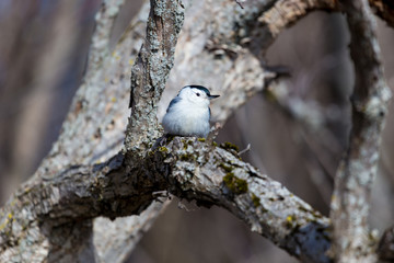 A common feeder bird with clean black, gray, and white markings, White-breasted Nuthatches are active, agile little birds with an appetite for insects and large, meaty seeds. 