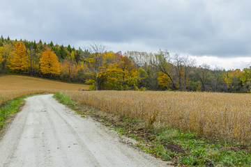 the view down a scenic country roadway in autumn landscape
