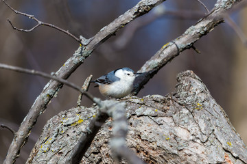A common feeder bird with clean black, gray, and white markings, White-breasted Nuthatches are active, agile little birds with an appetite for insects and large, meaty seeds. 