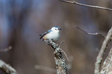 A common feeder bird with clean black, gray, and white markings, White-breasted Nuthatches are active, agile little birds with an appetite for insects and large, meaty seeds. 