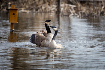 The Canada goose is a large wild goose species with a black head and neck, white patches on the face, and a brown body. Native to arctic and temperate regions of North America.