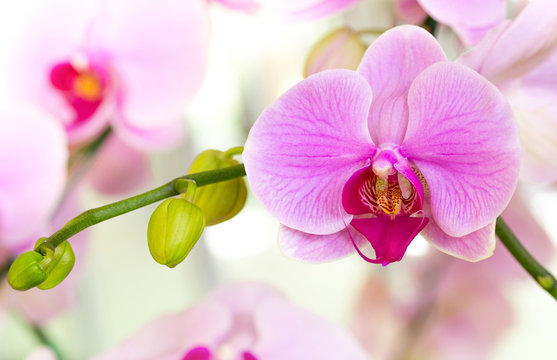 Fototapeta Purple phalaenopsis orchid flower