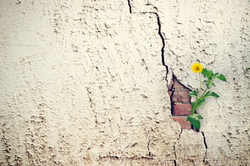 yellow flower growing on crack grunge wall, soft focus
