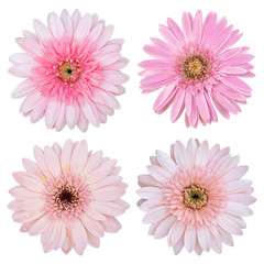 set of pink gerbera flower isolated on white with clipping path