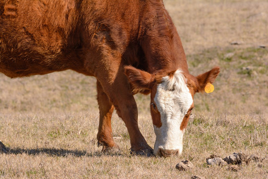 Hereford Cow Grazing With Head Down While Facing Forward