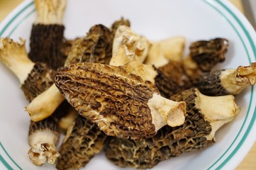 Fresh morel mushrooms