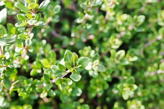 Thyme plant growing in the herb garden