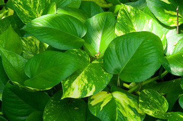 the heart leaf philodendron © ninja41