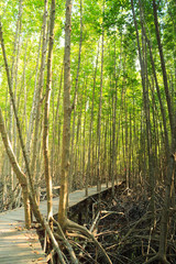 Obraz premium boardwalk wooden path over river surrounded mangrove forest