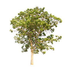 Fototapeta premium Isolated tree on white background