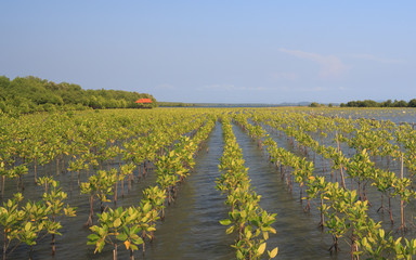 growth of young green mangroves