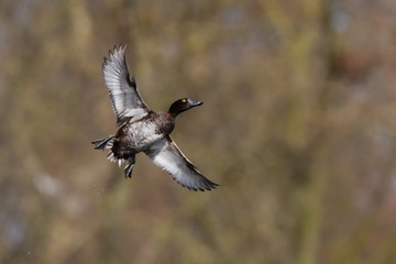 Tufted Duck, Aythya fuligula