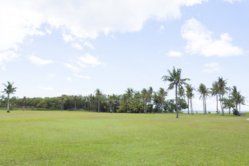 椰子の木の風景