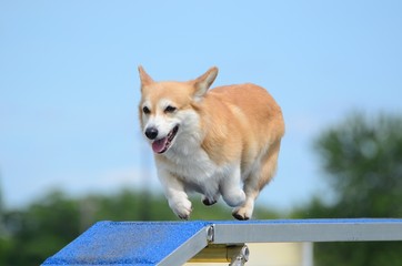 Pembroke Welch Corgi at a Dog Agility Trial