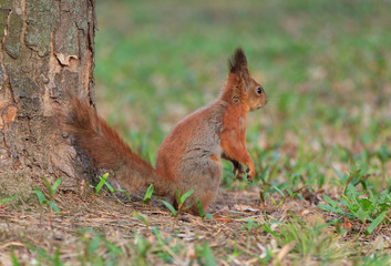 Naklejka na ściany i meble squirrel sitting on ground at tree