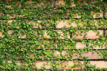 レンガの壁