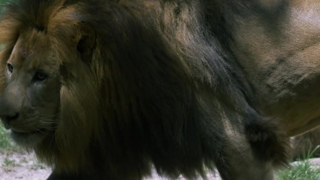 Adult Male Lion With Large Mane Pacing Back And Forth