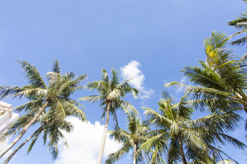 Obraz na płótnie Canvas 椰子の木と青空
