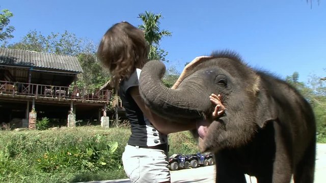 Отдых в Таиланде на острове Пхукете.Дружелюбный и доброжелательный слоненок в парке слонов острова Пхукет.