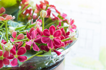 Fototapeta na wymiar Closeup of pink flowers in water bowl