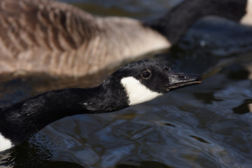 Canada Goose, Branta canadensis