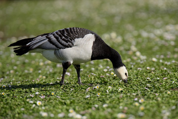 Bernacle Goose