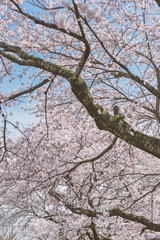 満開の桜