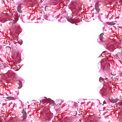 Delicate floral background. Spring flowers. Peonies 