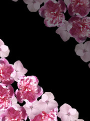 Fototapeta na wymiar Delicate floral background. Spring flowers. Peonies 