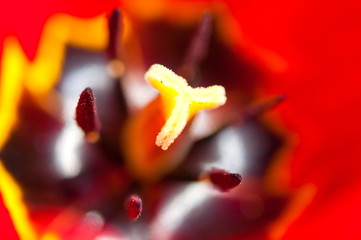 Fototapeta na wymiar Beautiful purple tulip inside, macro shot. Spring flowering red tulips, pollination tulip. selective focus, photo light spring 