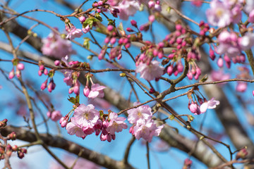 Arbres fruitiers, pêchers, cerisiers