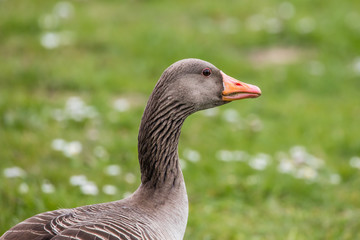 gans