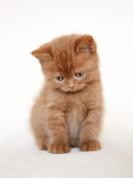 sad british short hair kitten