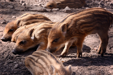 wild baby boar in forest free life