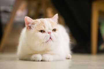Portrait of cat on wooden floor background
