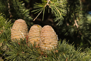 fir tree pine cones with resin