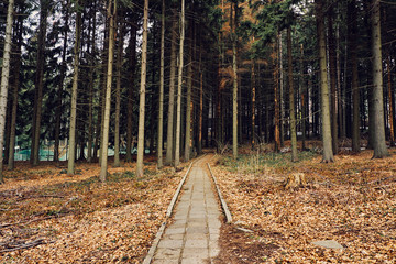 Footpath in forest