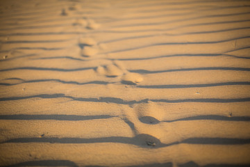 Footsteps in the desert